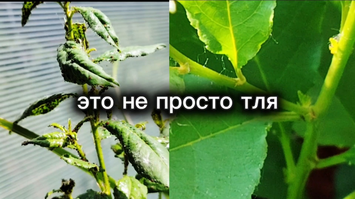 Тля