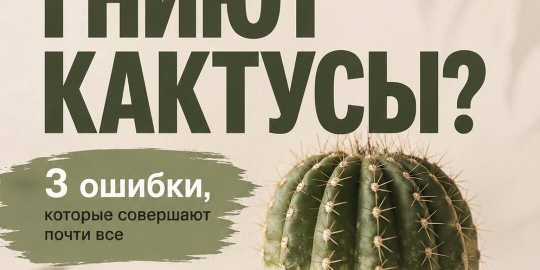 Гниют кактусы? Вот три ошибки, которые их губят