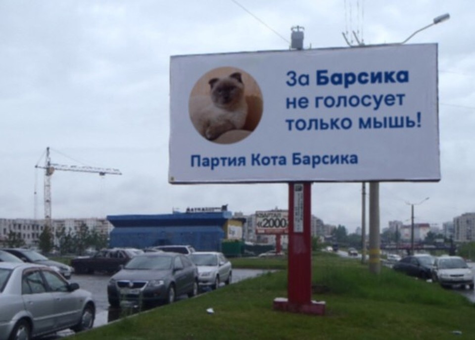    Барсик тут же обзавелся предвыборной программой. Фото: группы "Народный мэр Барсик" в ВК