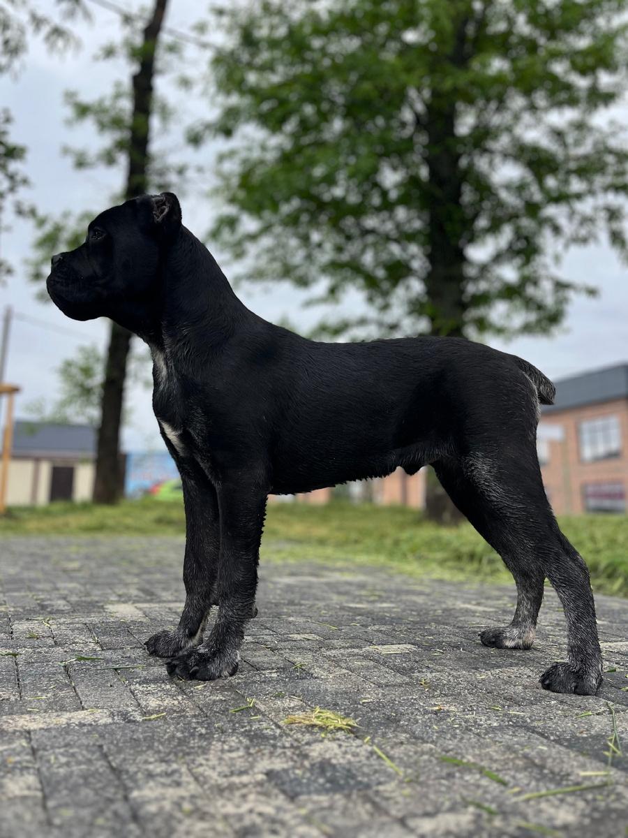 Щенок кане-корсо 5,5 месяца (Ursus Kinosura)