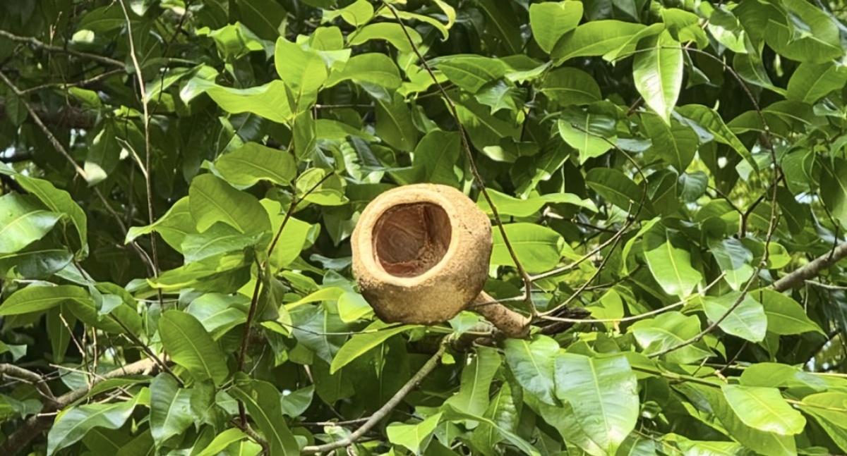 Дерево "Обезьяний горшок" (Monkey Pot Tree)