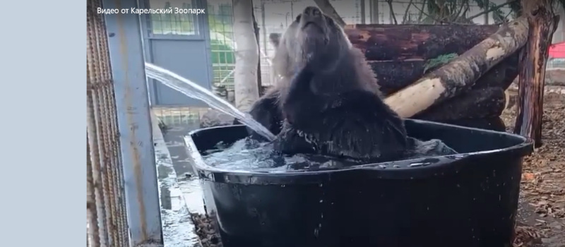    скрин видео