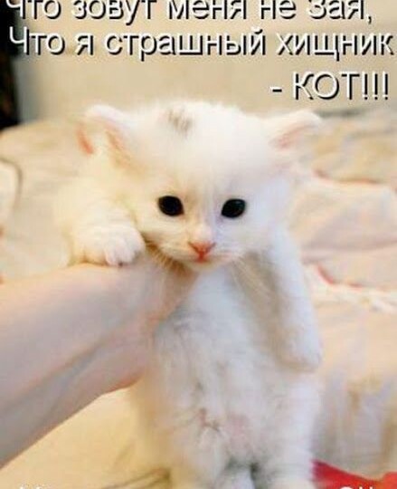 Мемы с животными новая подборка