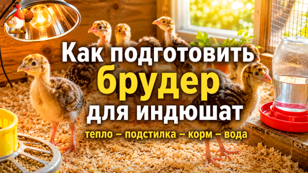 Как подготовить брудер для индюшат до покупки – тепло, подстилка, корм и вода без паники и мокрых лап?