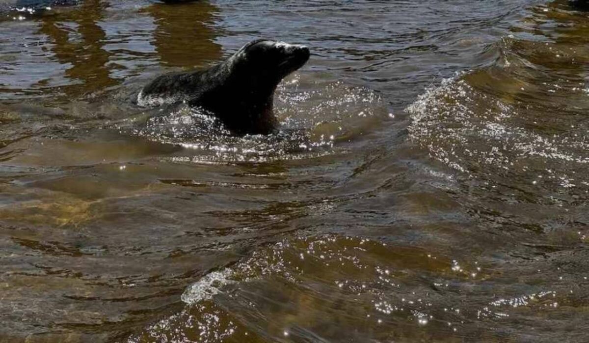     Нерпа. Источник: spb.kp.ru Автор фото: Пресс-служба Смольного