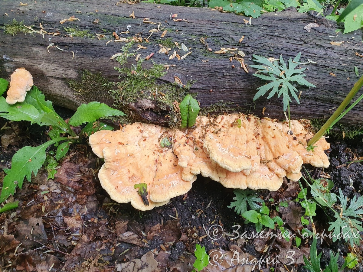 Трутовик серно-жёлтый (Laetiporus sulphureus). Вполне молоденький - края лопастей округлые и не заострённые.