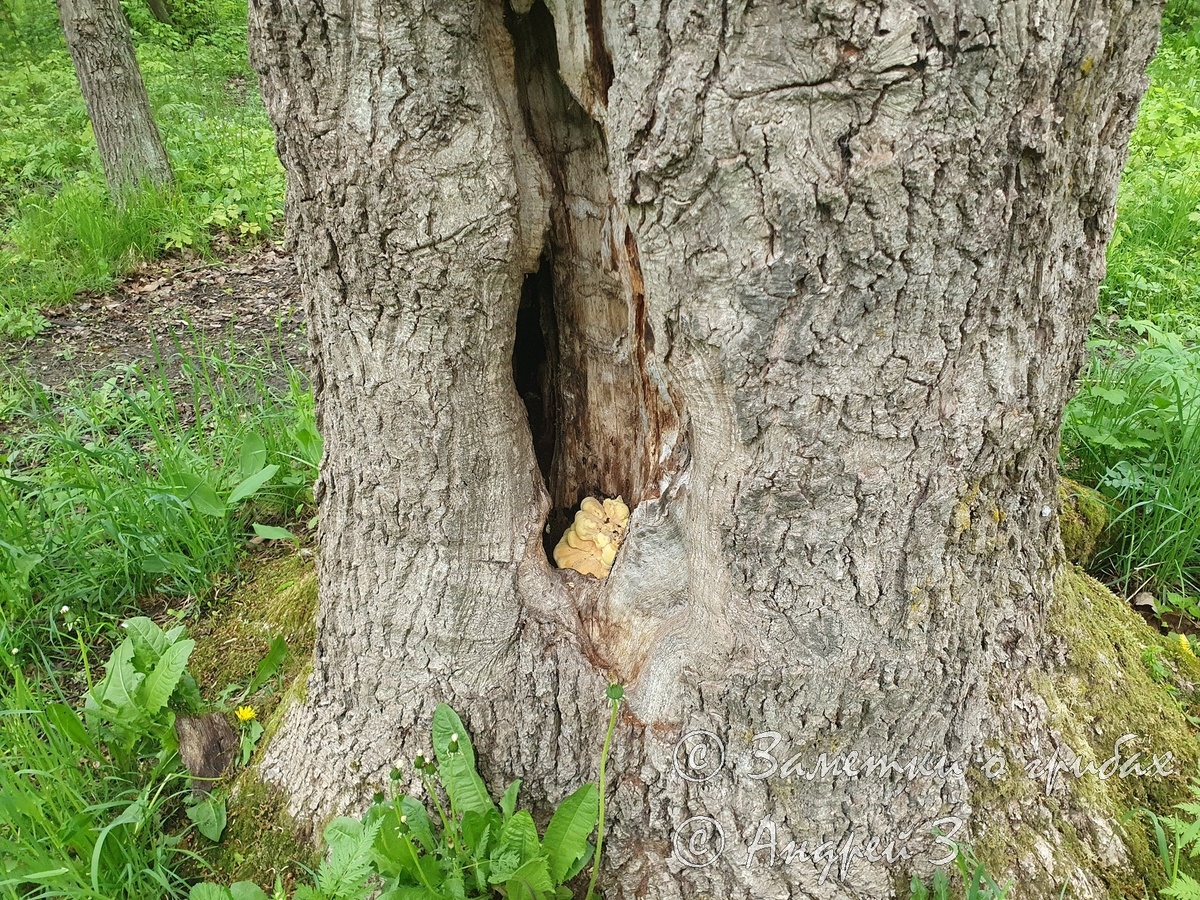 Трутовик серно-жёлтый (Laetiporus sulphureus)