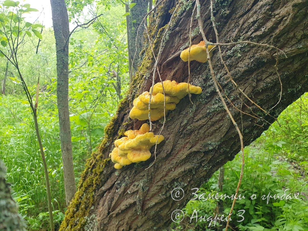 Трутовик серно-жёлтый (Laetiporus sulphureus)