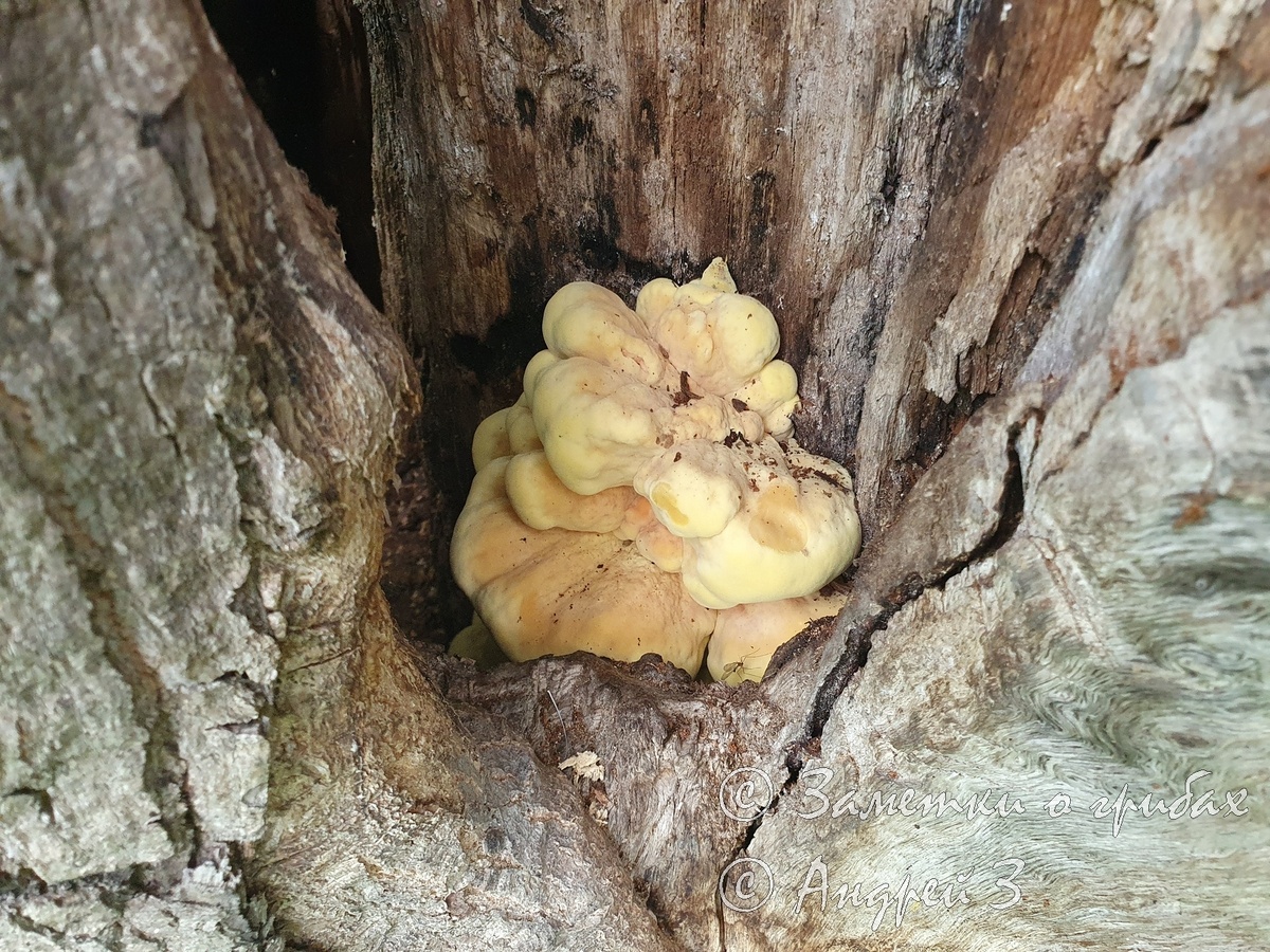 Трутовик серно-жёлтый (Laetiporus sulphureus)