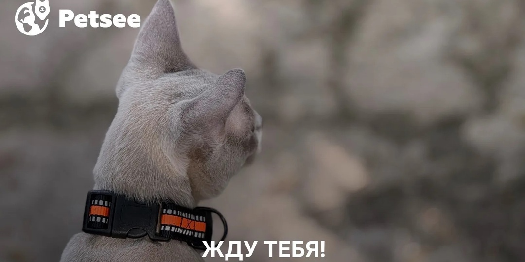 Почему кошка падает на бок, когда вы приходите домой?