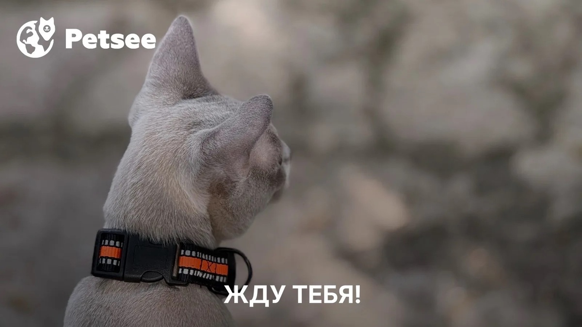 Почему кошка падает на бок, когда вы приходите домой?