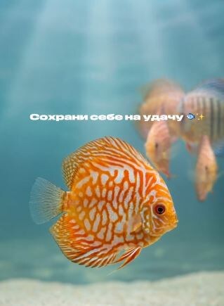 Почему в нашей клинике живут рыбки?