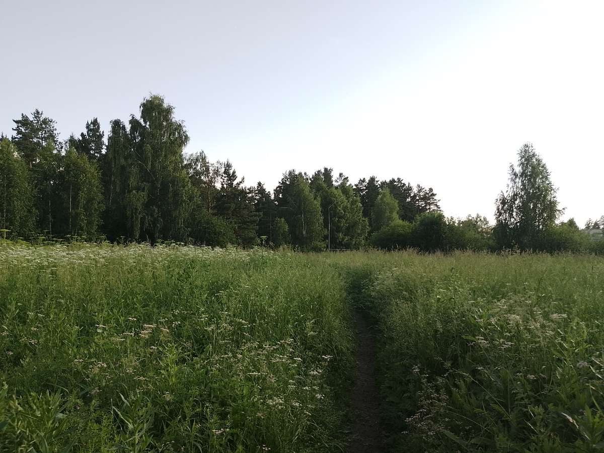 Это не лес, а зеленая зона