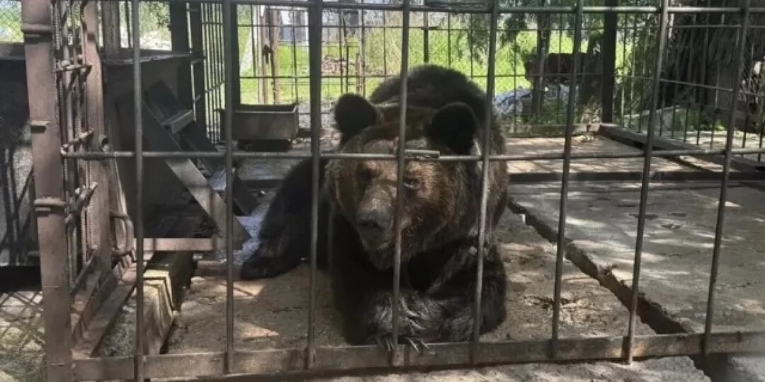 В Хабаровском крае прокуратура заинтересовалась жизнью медведя из кафе