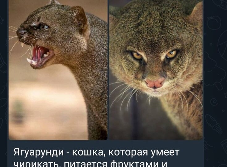 Интересные и забавные факты и истории о животных