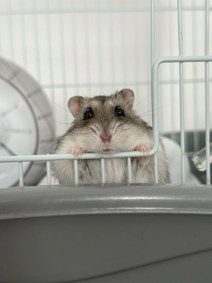 https://i.pinimg.com/736x/8f/24/f3/8f24f3c65d0b67c4c23978cff74c4ff4.jpg