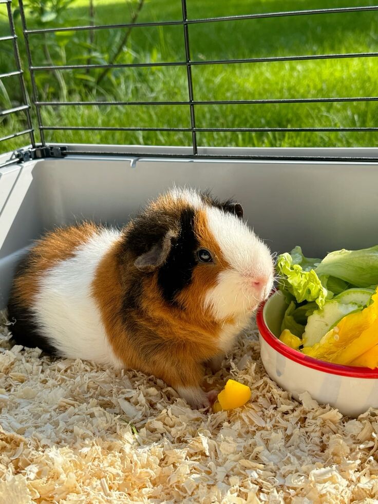 https://i.pinimg.com/736x/ae/8a/b7/ae8ab78d85969e0a337b31acadcb10d7.jpg