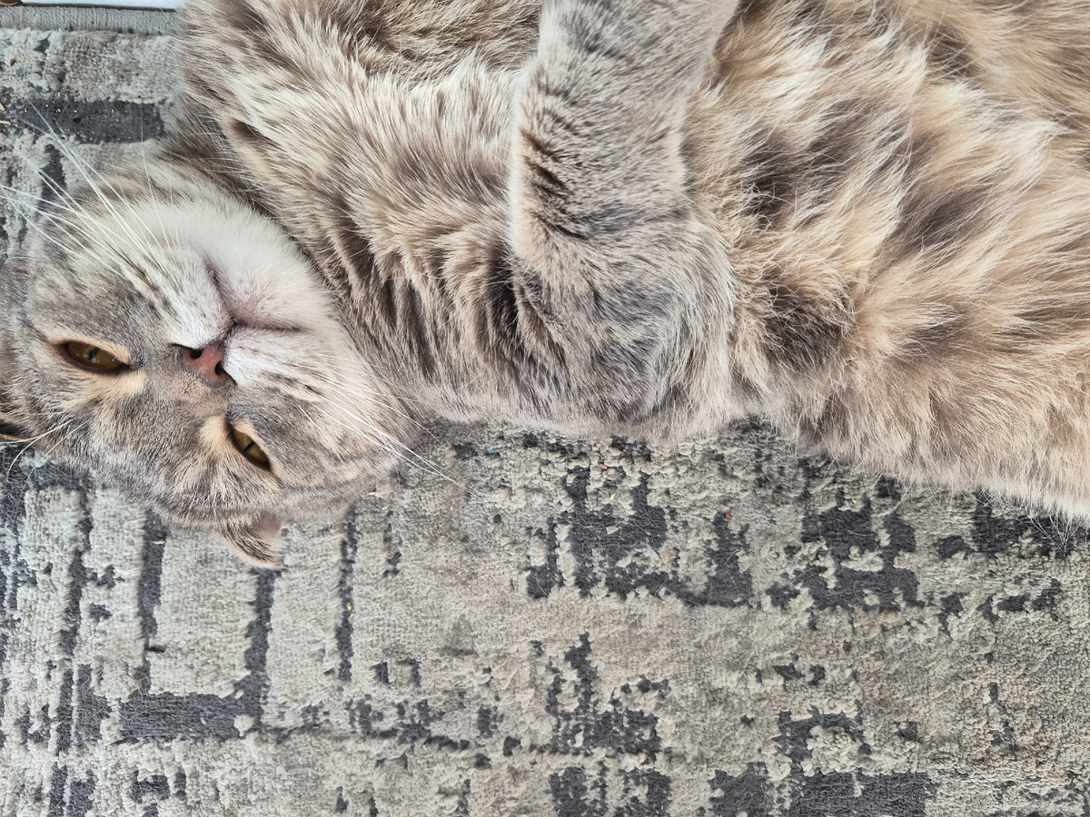 Кот.