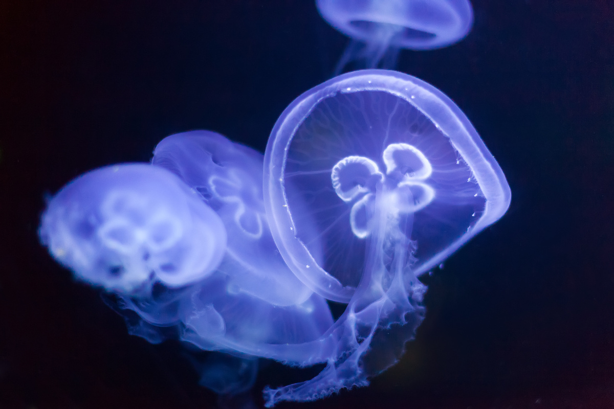 <a href="https://www.magnific.com/ru/free-photo/jellyfish-deep-dark-water_1489930.htm">Изображение от bearfotos на Magnific</a>