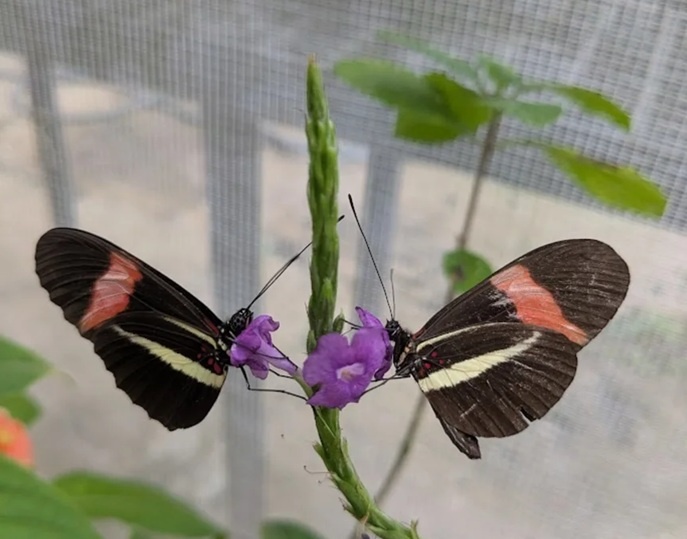    Стареющую бабочку вида Heliconius melpomene (справа) можно определить по степени износа крыльев.Elizabeth Hodge