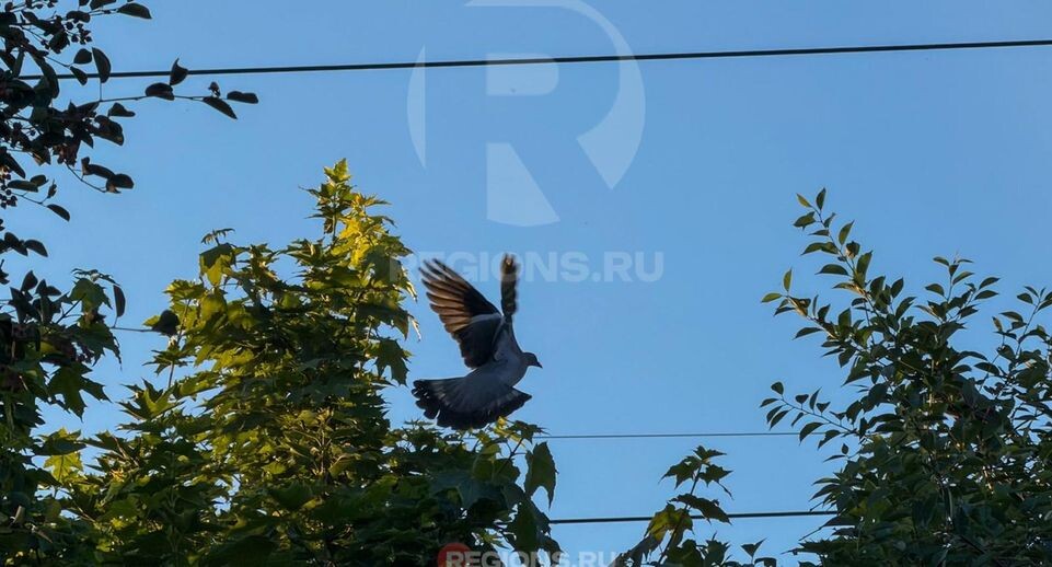    REGIONS/Илья Попов