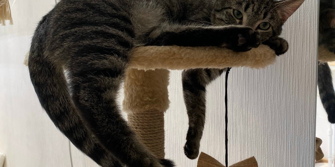 😻Приветики из дома от котиков - счастливчиков😽