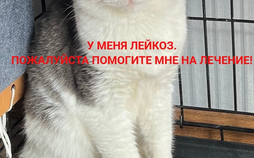 🆘СРОЧНО НУЖНА ПОМОЩЬ НА ЛЕЧЕНИЕ СЕРЖИКА С ВИК+ВЛК🙏🆘