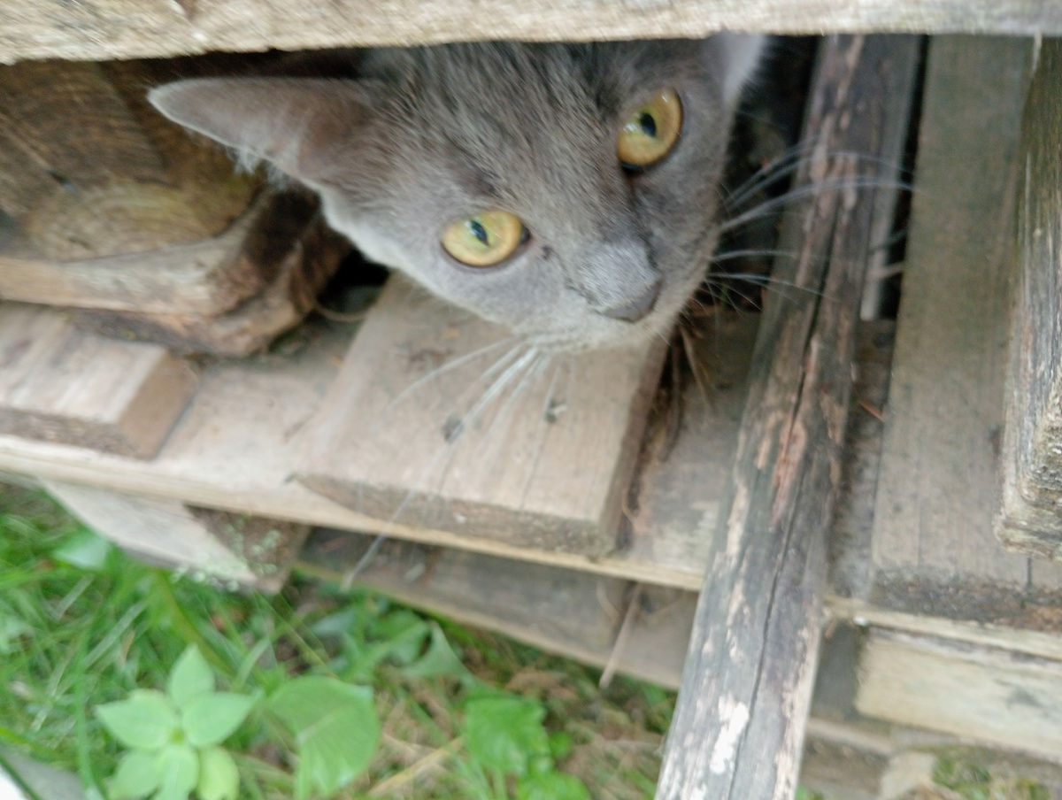 Вот, полюбуйтесь на неё! Взрослая кошка, дети дома!!!