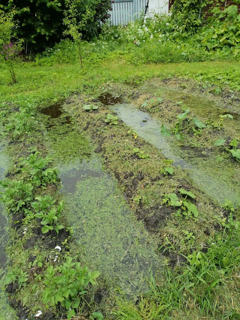 Мои кабачки с тыувой. Фото автора.