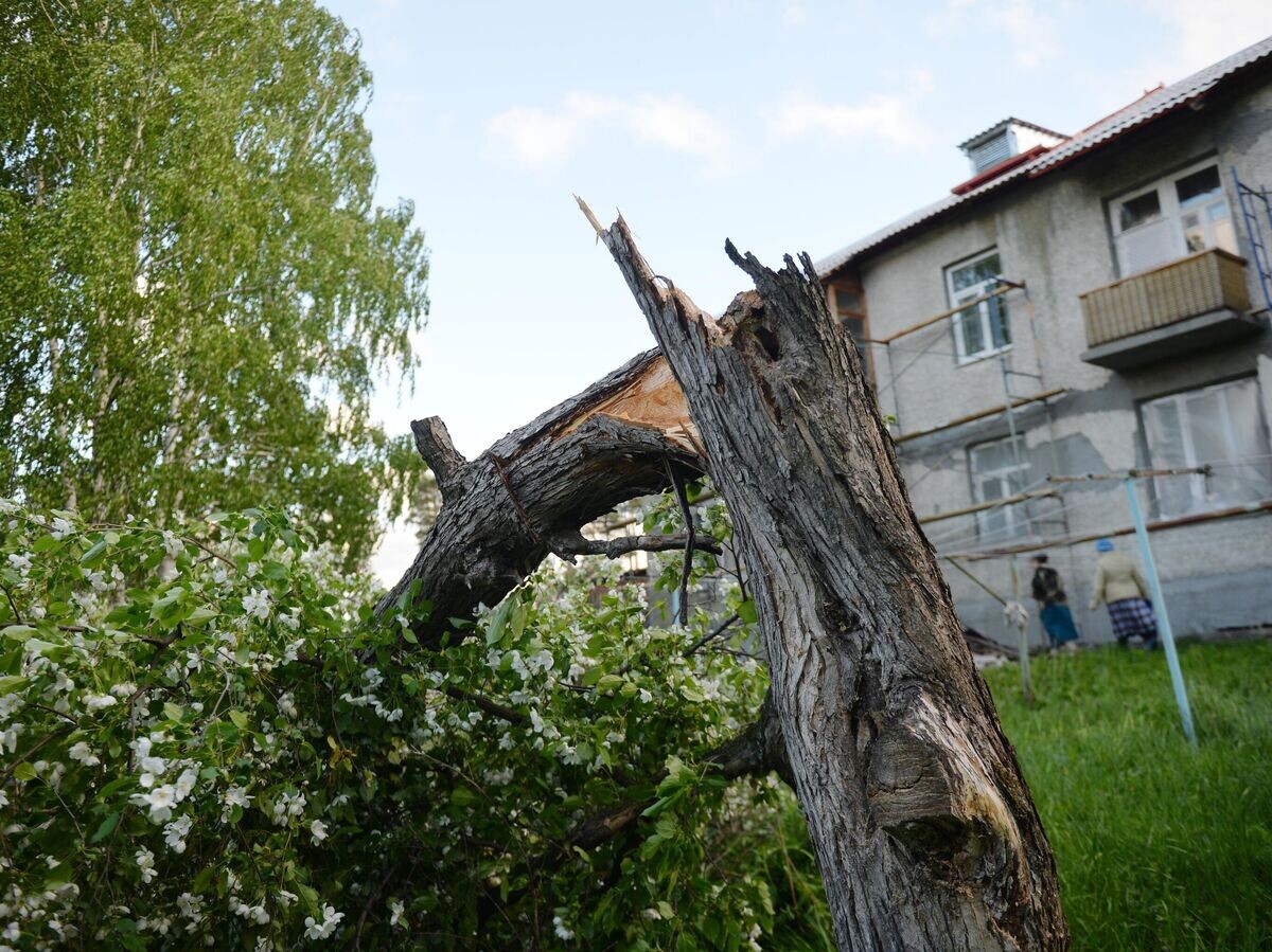    Сломанное дерево после ураганного ветра в Свердловской области© РИА Новости . Павел Лисицын