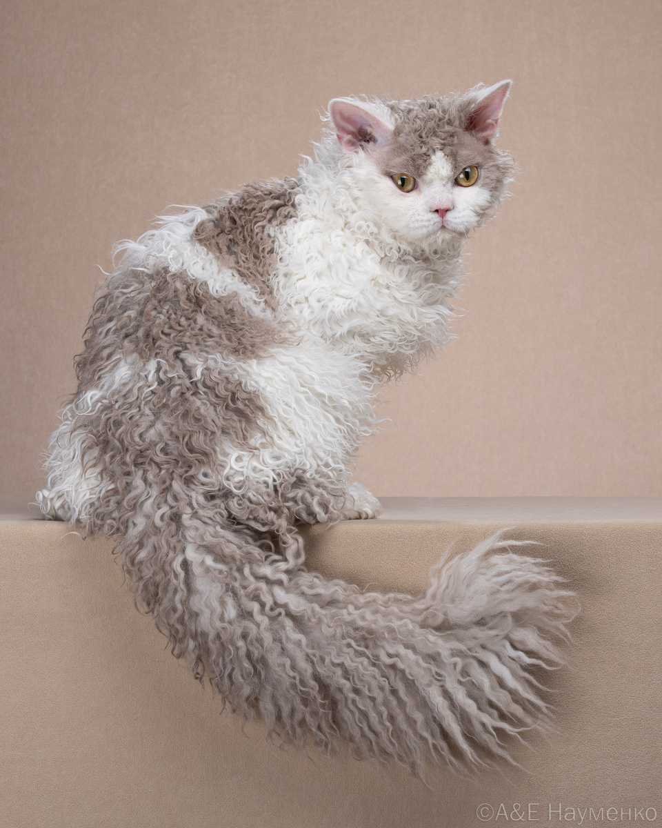 Селкирк-рекс Зефир, питомник Allada Cat
