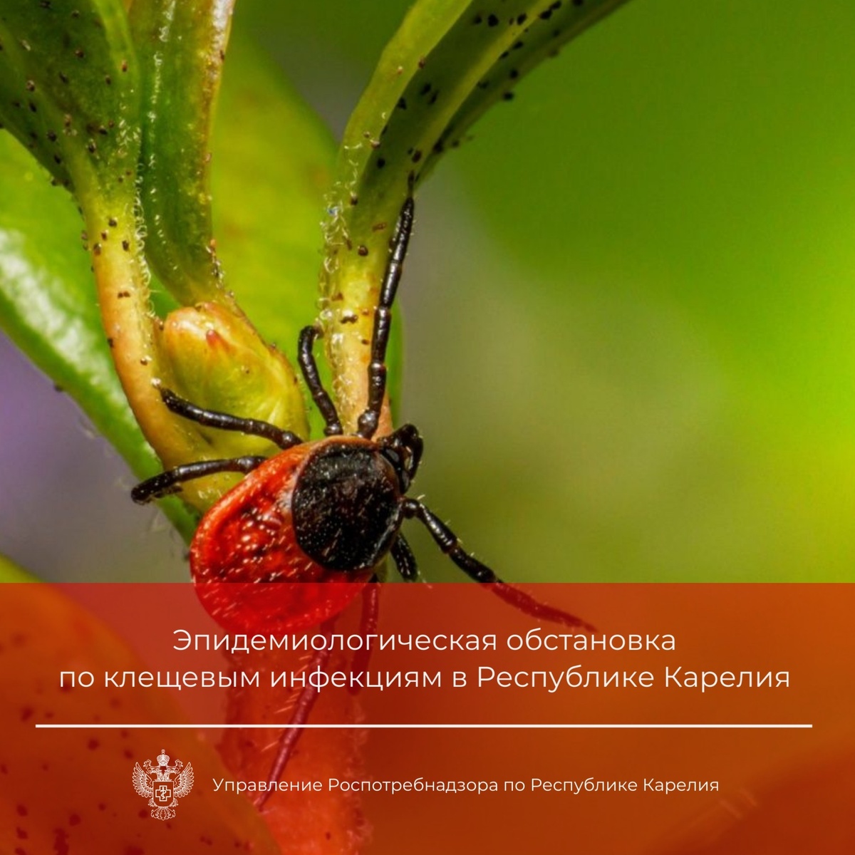    Роспотребнадзор по Республике Карелия / ВК