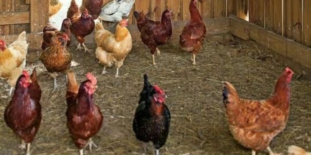 Как сократить количество мух в сарае летом