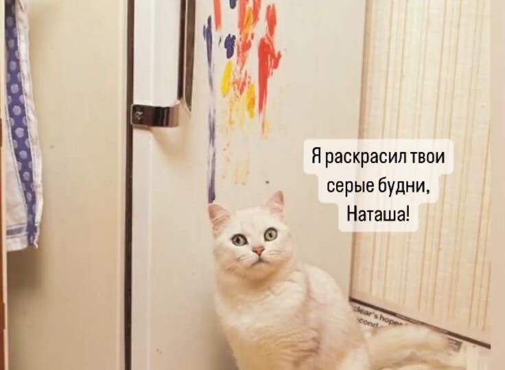 Веселые котомемы для хорошего настроения