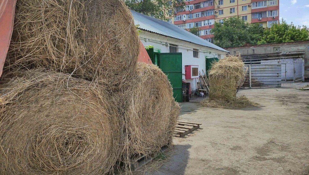    Конникам важно, чтобы конюшни на ипподроме в Ростове можно было восстанавливать   1MI