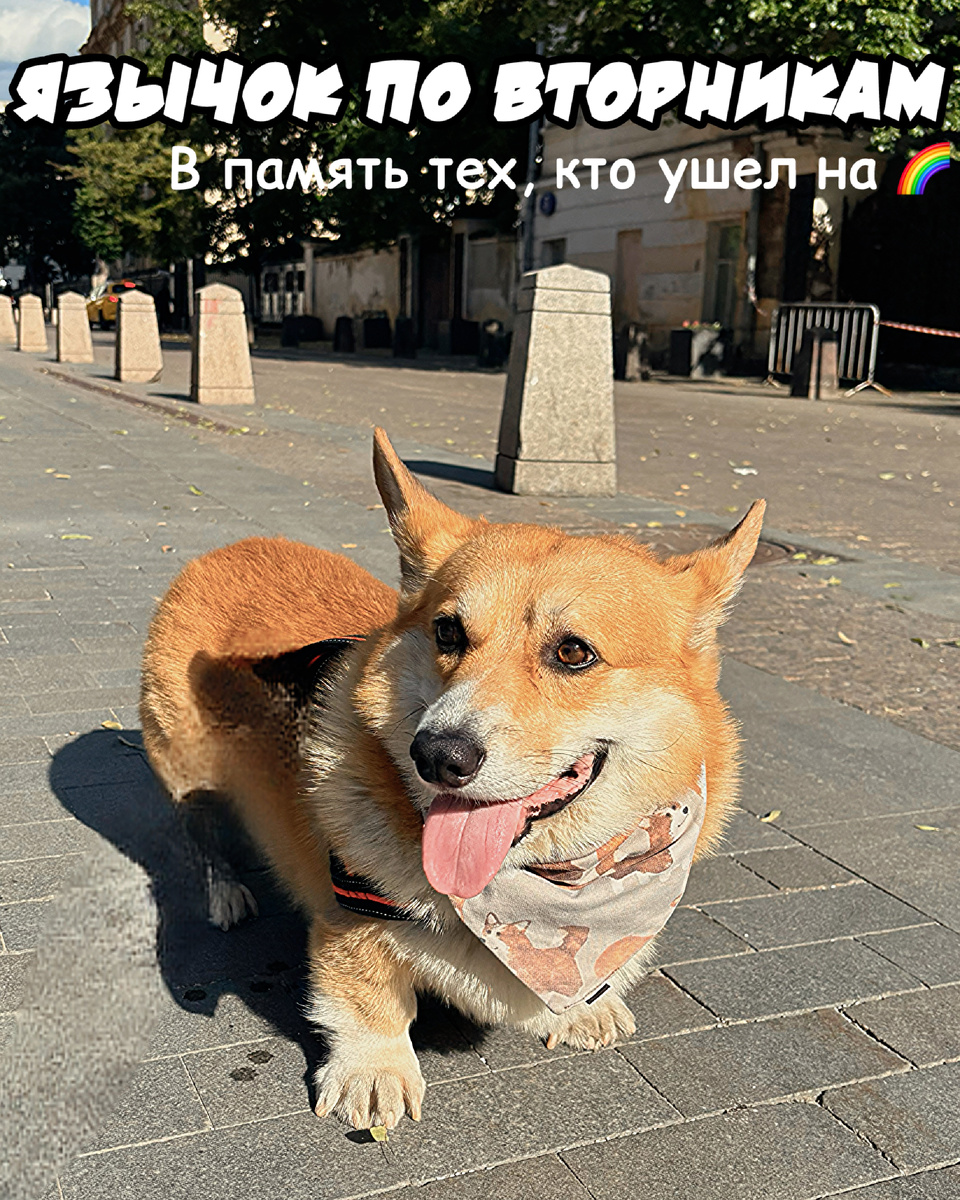 Язычок памяти от корги Бильбо