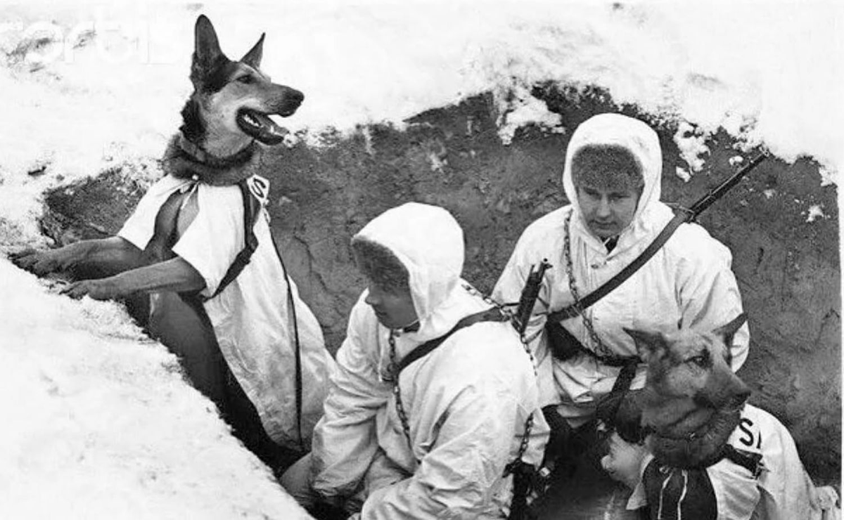 Собаки на войне