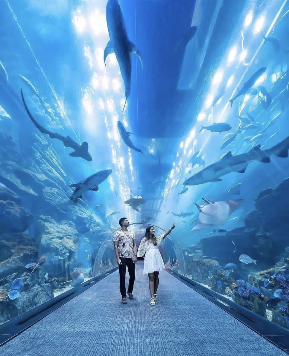 Dubai Mall Aquarium