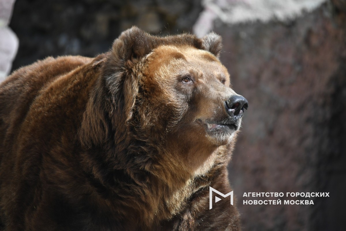 Фотограф: Сергей Киселев/АГН "Москва"