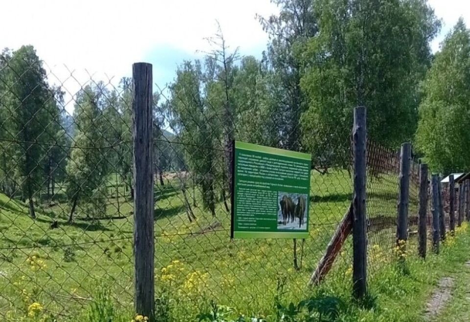    Зубровый питомник в Республике Алтай. Источник: Алтайский Россельхознадзор