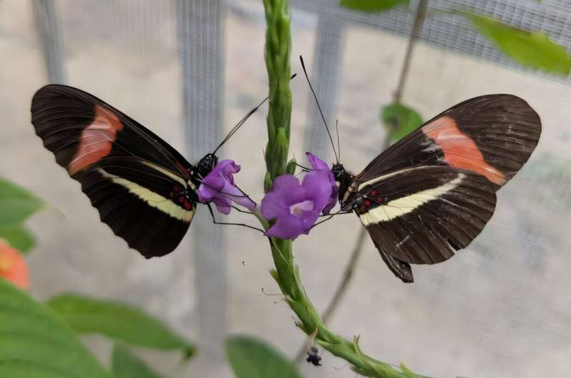 Две бабочки Heliconius melpomene, питающиеся цветками стахитар-феты. Бабочка справа явно старше, о чем свидетельствует заметный износ ее крыльев