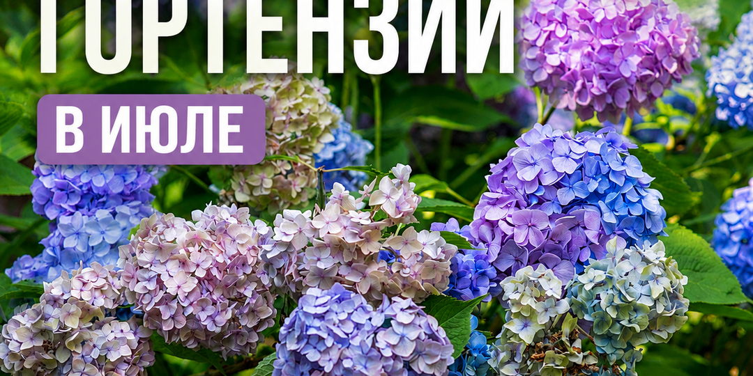 Гортензии в июле, самый полный уход по видам