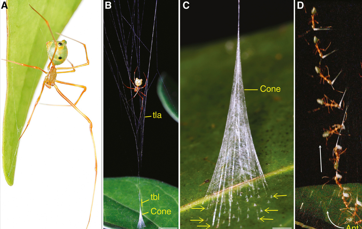    "Паук-баллиста" (ballista spider)   Current Biology/CC BY 4.0