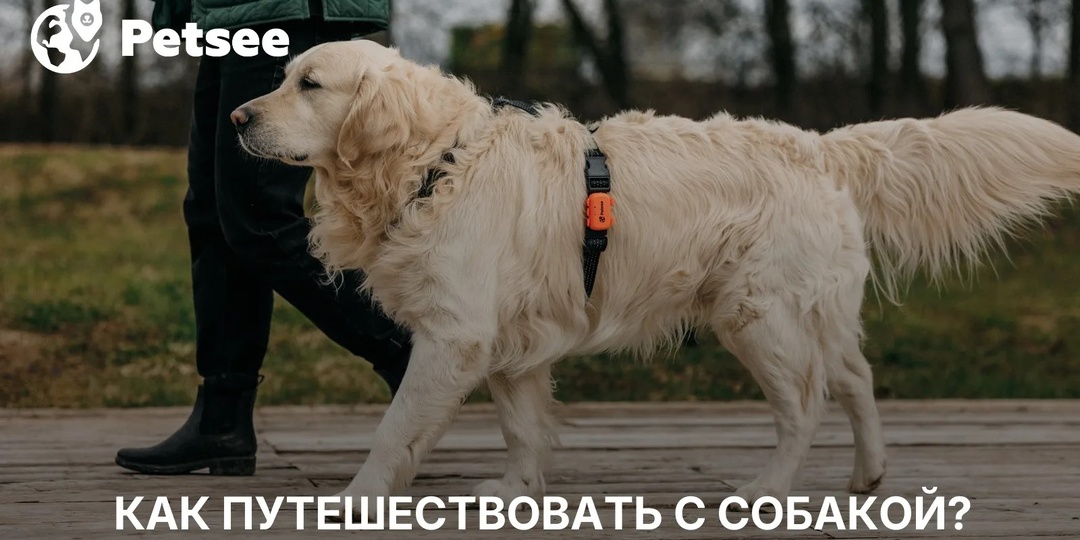 10 ошибок, которые могут испортить путешествие с питомцем