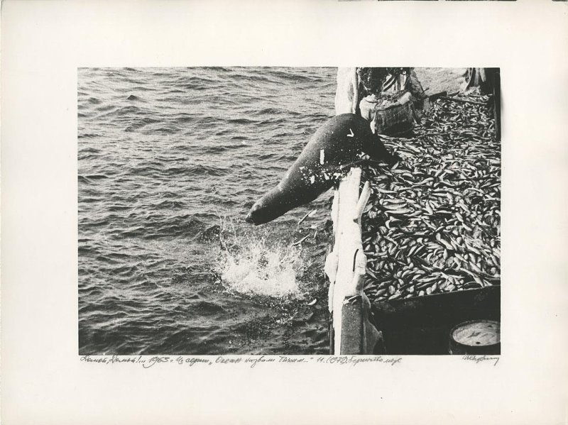 «Домой, Домой!..». Юрий Садовников, 1963 год, Сахалинская обл., МАММ/МДФ.
