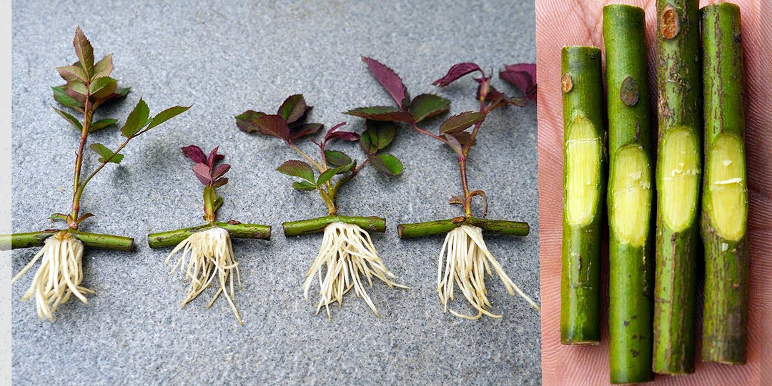 Как из одной веточки вырастить большой куст: главные советы по зелёному черенкованию ягодных и декоративных культур