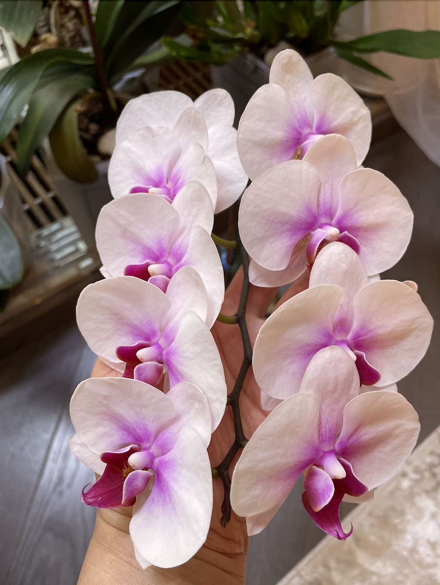 Орхидея фаленосис Маленькие полоски драгоценных камней / Phalaenopsis Little Gem Stripes. Орхидеи С Еленой Кузнецовой
