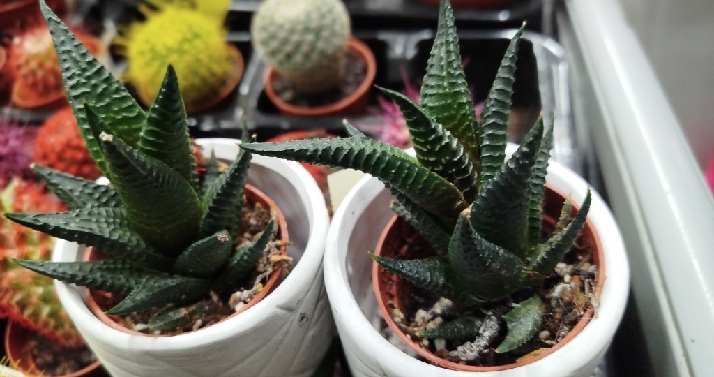 Все о комнатной хавортии: виды, выращивание и уход, пересадка и размножение