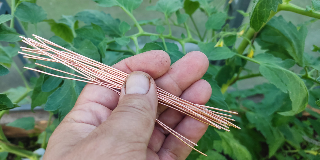 Защити томаты от фитофторы и других болезней кусочком медной проволоки