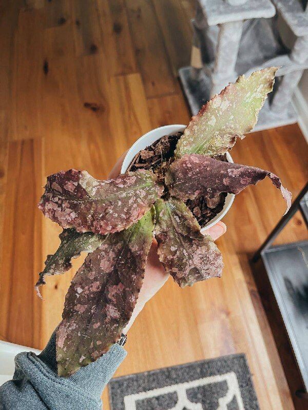Hoya undulata